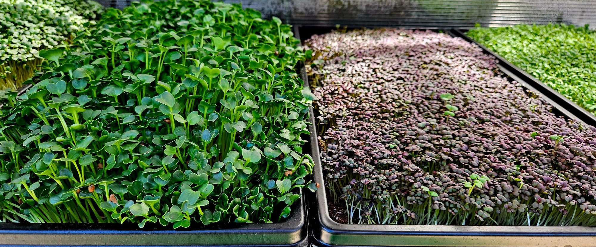 Microgreens