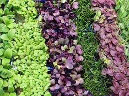 Microgreens